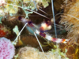 Banded Coral Shrimp IMG 7399